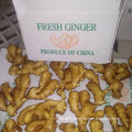 Chinese Fresh Ginger From Farm